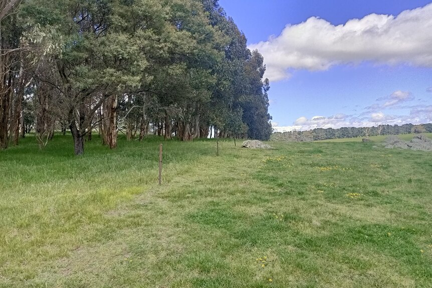 A group of mature trees beside a grass paddock.