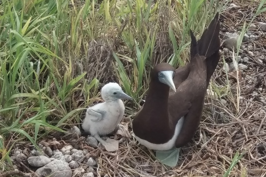 A very young Brown Boobie and its father on Willis Island 450 kms east of Cairns in far north Queensland in the Coral Sea.