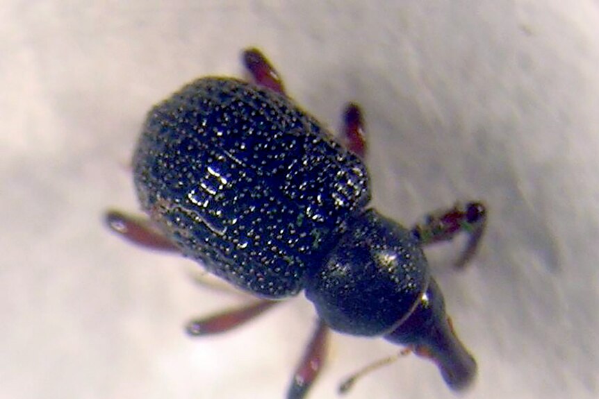 A close-up of a Cyrobagous weevil on a plant.