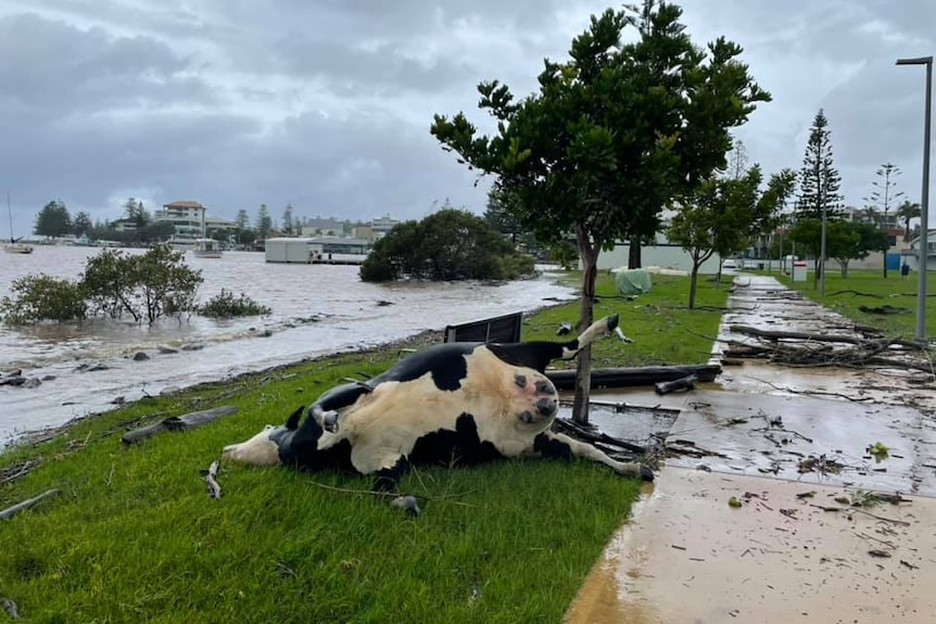 A dead cow washed up by the coastline.