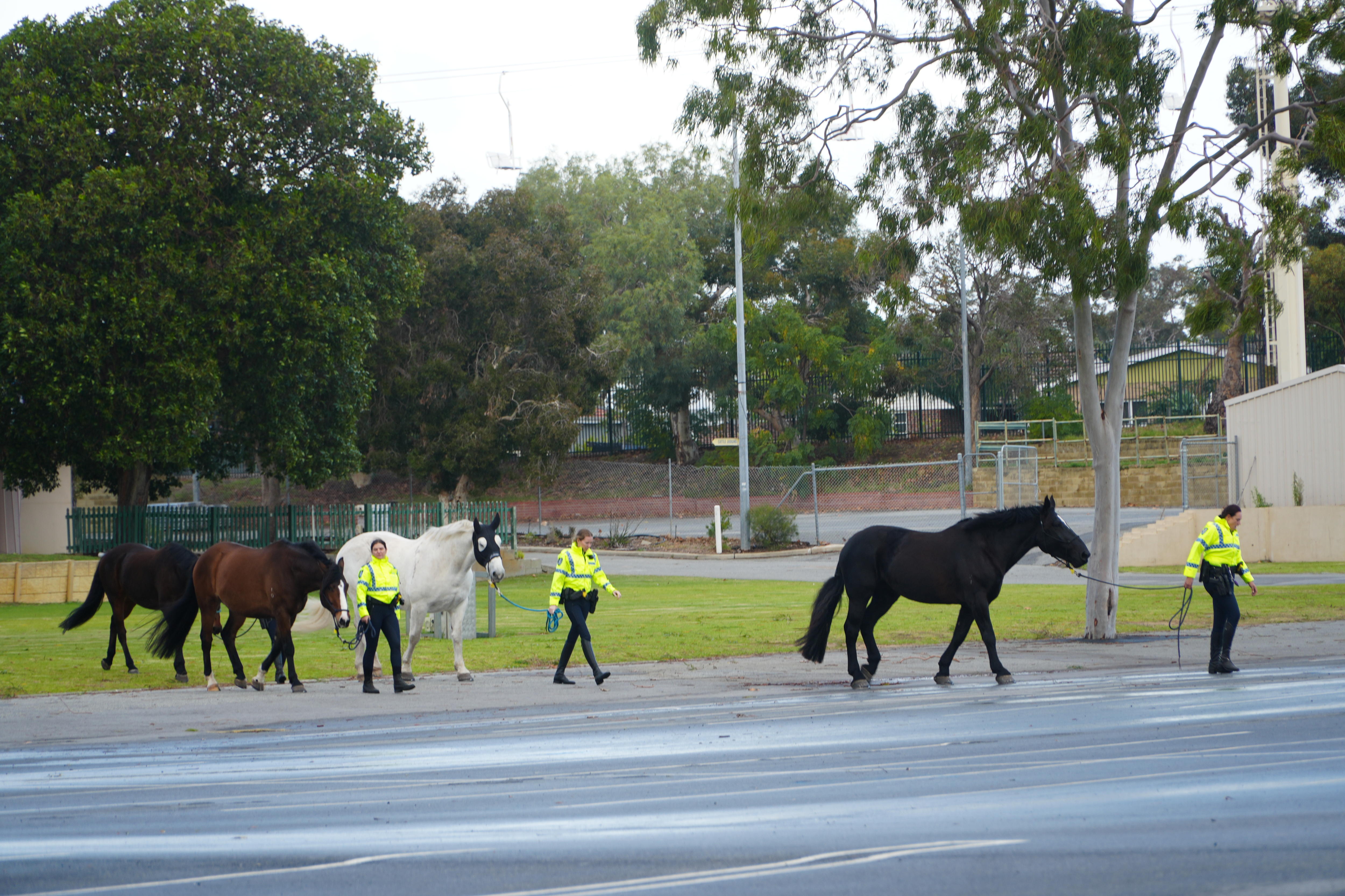 Police officers leading horses across road 