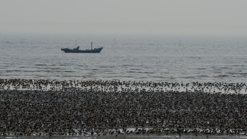 Yellow Sea tidal flats