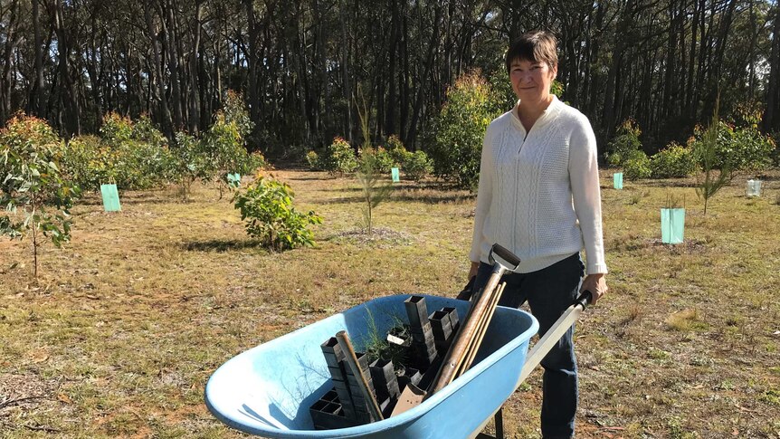 Louise Docker is planting 80 sheoak trees on her property to attract more Glossy Black Cockatoos.