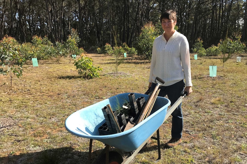Louise Docker is planting 80 sheoak trees on her property to attract more Glossy Black Cockatoos.