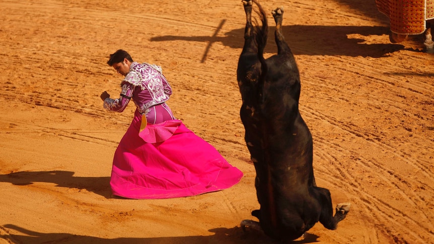 A bull does somersault after getting horns stuck.