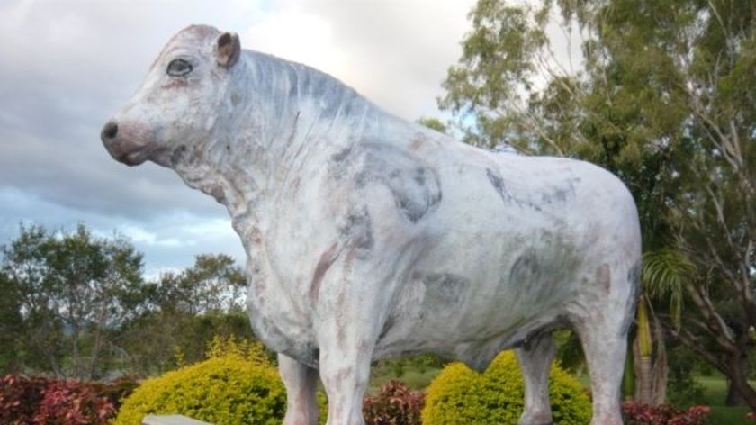 Life-size bull statues symbolise Rockhampton's pride in its cattle industry.