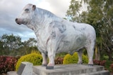 Life-size bull statues symbolise Rockhampton's pride in its cattle industry.