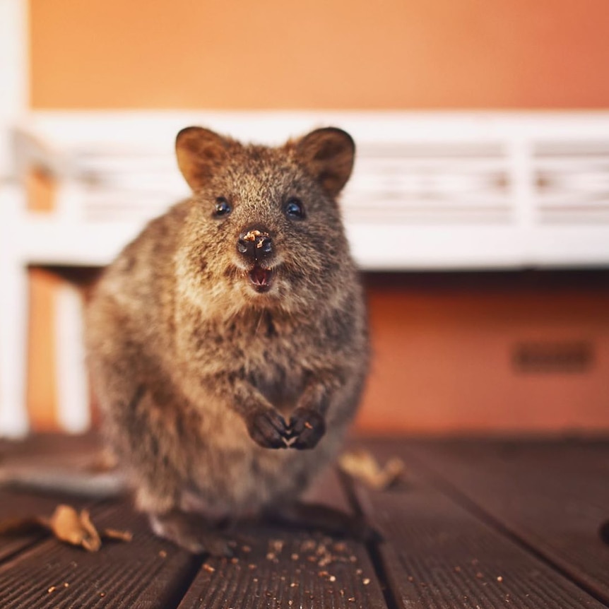 A quokka looks at the camera with some food on its nose.