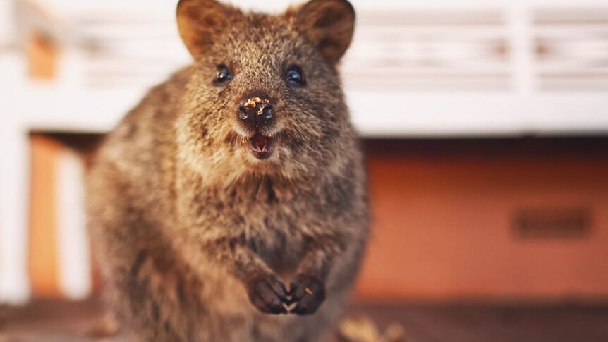 A quokka looks at the camera with some food on its nose.