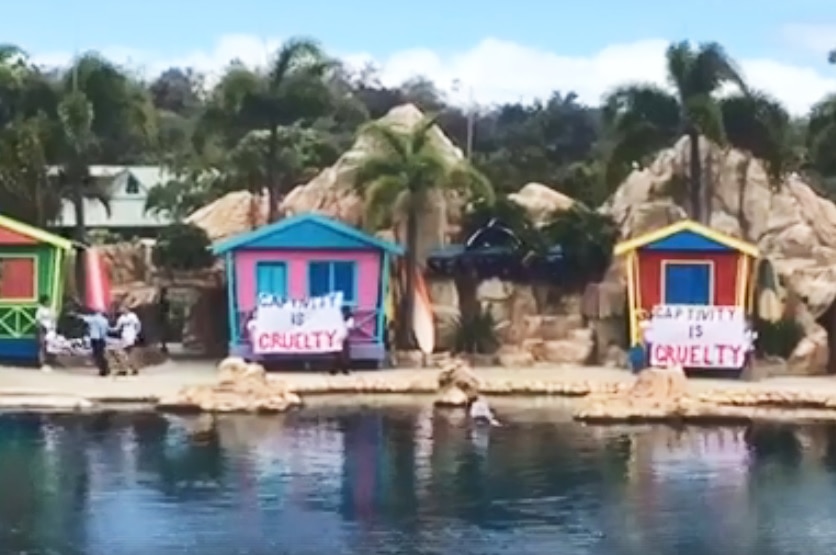 Protest banners over the Sea World dolphin show stage