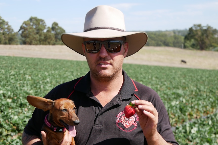 A man, holding a dog in one hand and a strawberry in the other, standing in a strawberry patch.