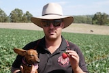 Smashastrawbs owner Paul Da Silva on his strawberry farm in Manjimup, WA. 