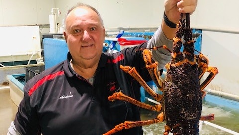 A man holds up a live lobster to the camera. Behind him are tanks filled with other lobsters.