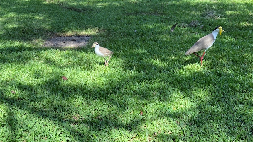 baby plover standing on grass under a tree in a park whilst a supervising parent looks on