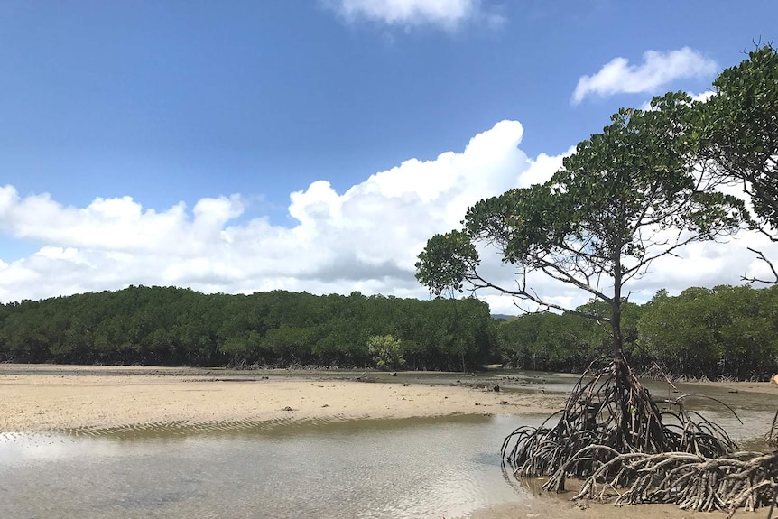 The mouth of the creek in Port Douglas in far north Queensland where human remains were found.