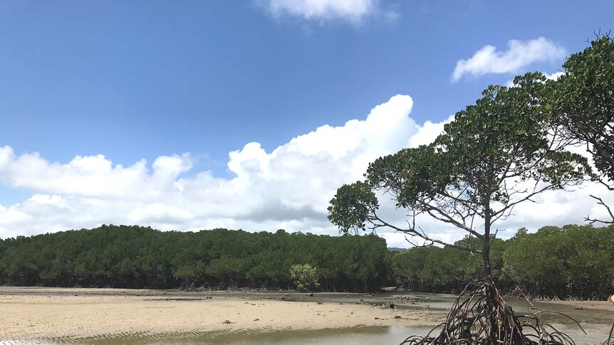The mouth of the creek in Port Douglas in far north Queensland where human remains were found.