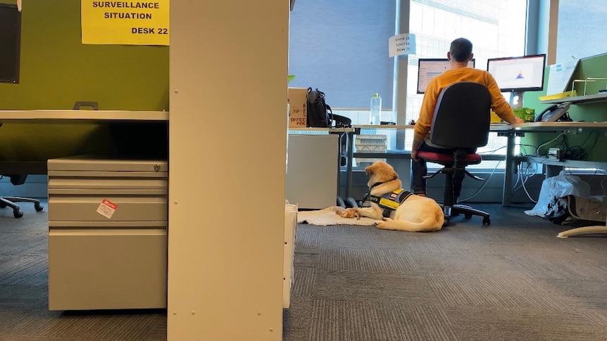 Charles Alpren sits at his desk while dog Pippin lays beside him.