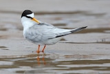 The Little Tern stands on the sand with a black spot on its head, yellow beak, white and grey body and orange legs and feet.
