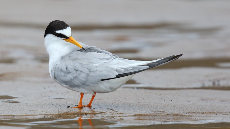 The Little Tern stands on the sand with a black spot on its head, yellow beak, white and grey body and orange legs and feet.