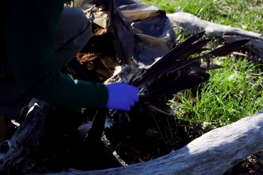 Person with blue gloves loads feathered remains of eagle into a grey plastic bag