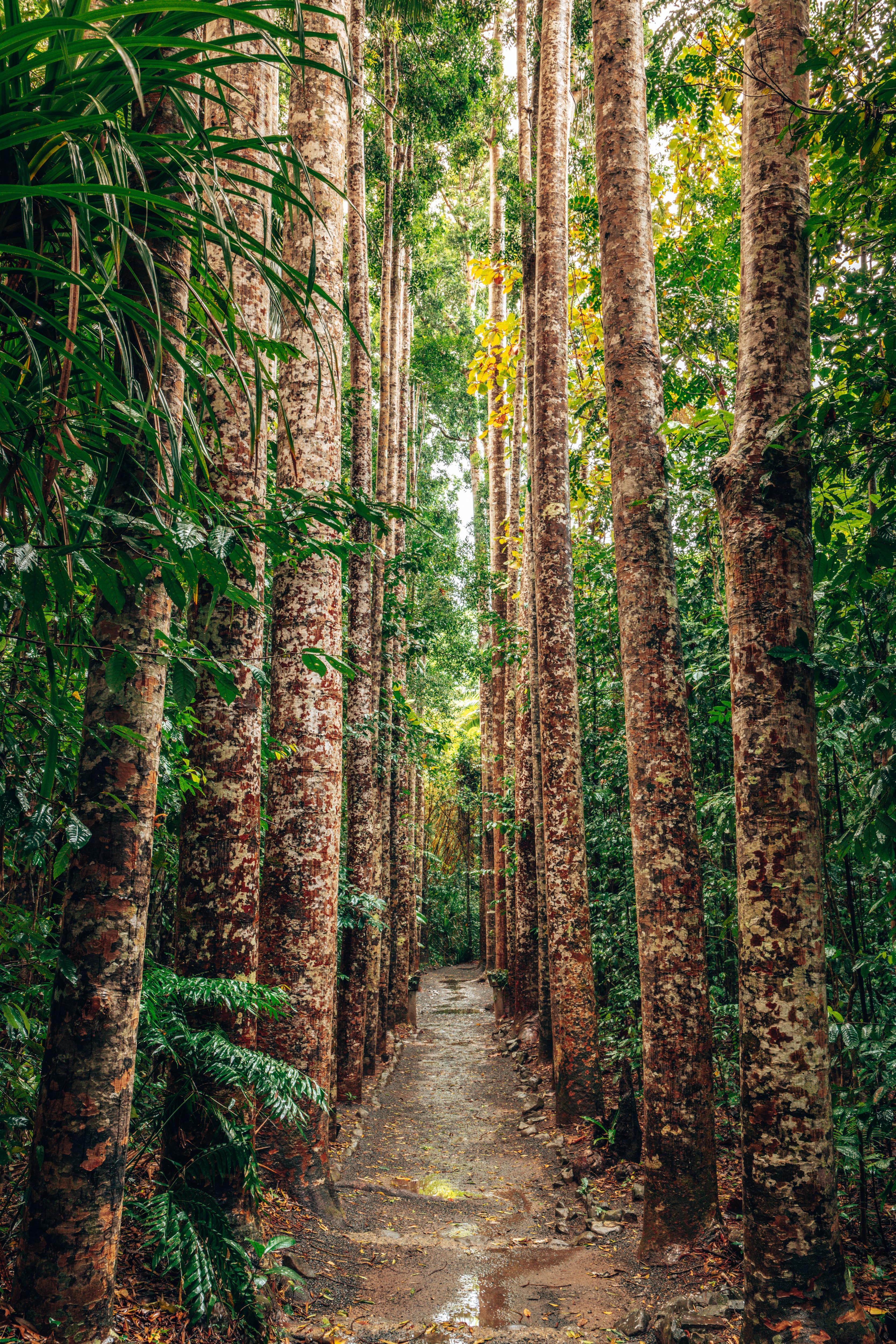 Una foto de un camino rodeado de altos árboles de la selva tropical.