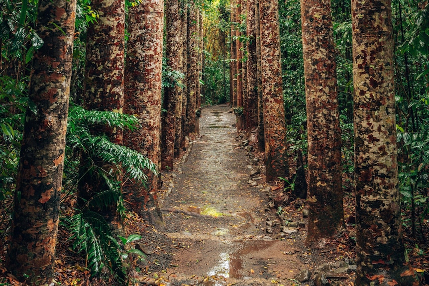 A photo of a pathway surrounded by tall rainforest trees