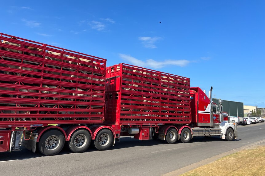 A red truck with two trays of live sheep.