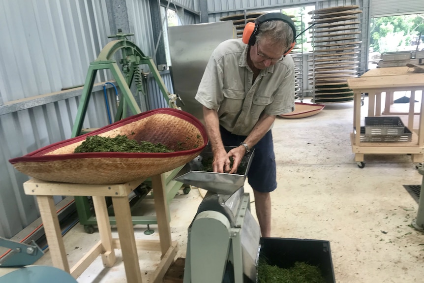 Darryl Collins processing tea.