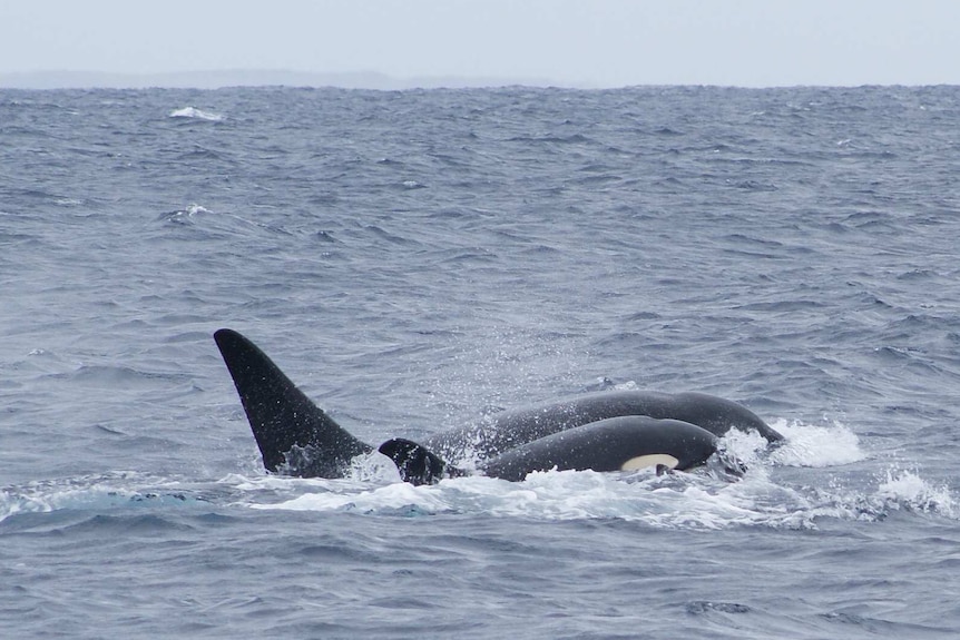 A pair of orcas near the Neptune Islands.