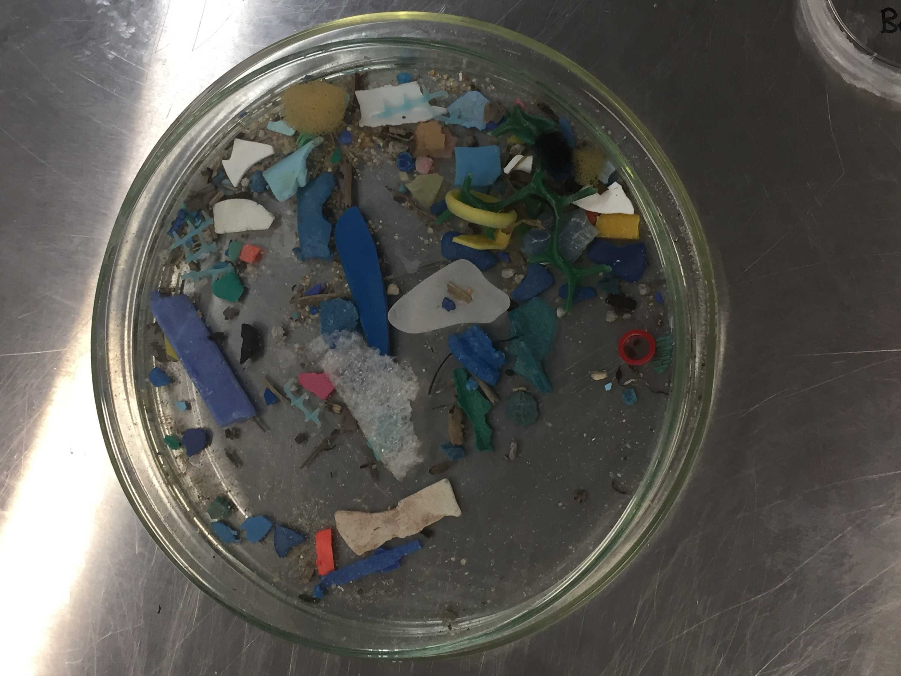 Microplastics In Seafood Are Most Likely To Come Via Oysters, Mussels ...