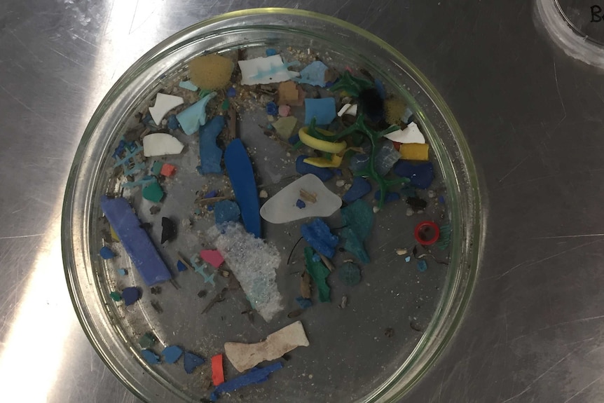 Microplastics found in coral trout
