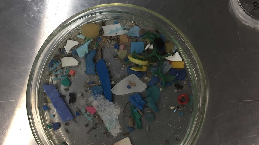 Microplastics found in coral trout