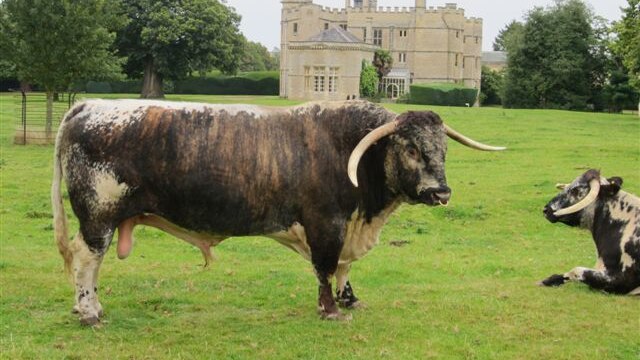 English Longhorn bull in England