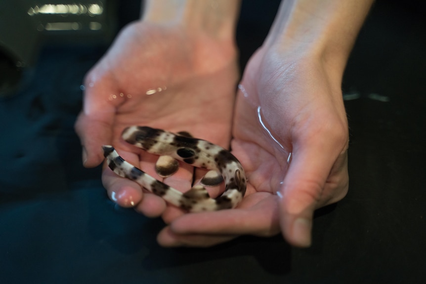 A pair of hands cradle a small baby shark in shallow water.