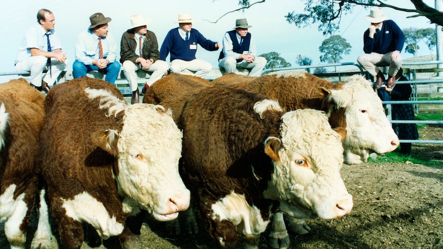Hereford cattle at the Orange Agriculture College