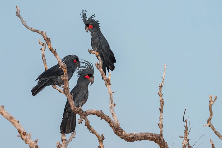 Three black and red Palm Cockatoos sit high in a tree together in far north Queensland.