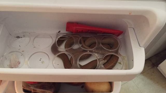 Snake in a fridge