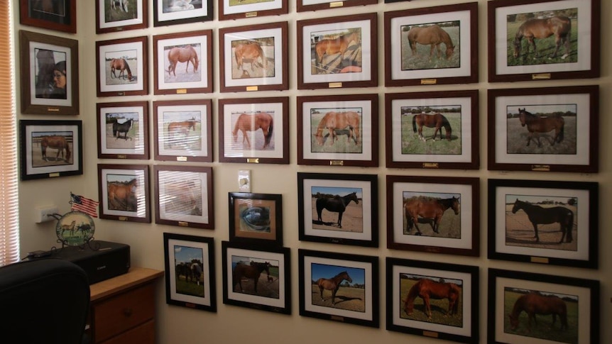 A dimly lit room with a wall covered in photos of horses.
