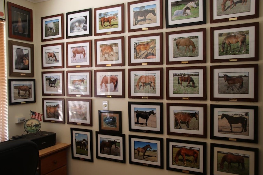 A dimly lit room with a wall covered in photos of horses.