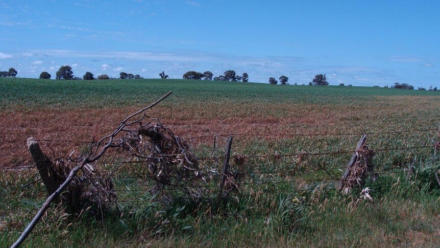 Crop flood recovery- cereals patchy