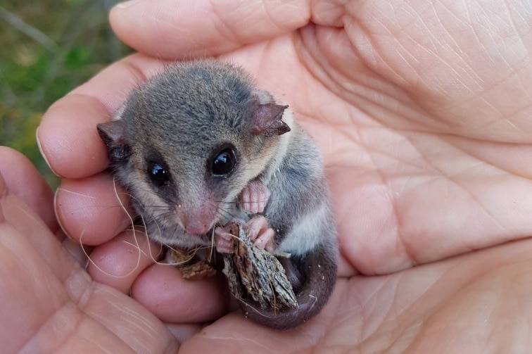 A hand holding a small furry animal