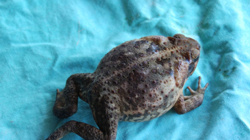 A dead cane toad found in a caravan park in Kununurra