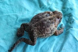 A dead cane toad found in a caravan park in Kununurra