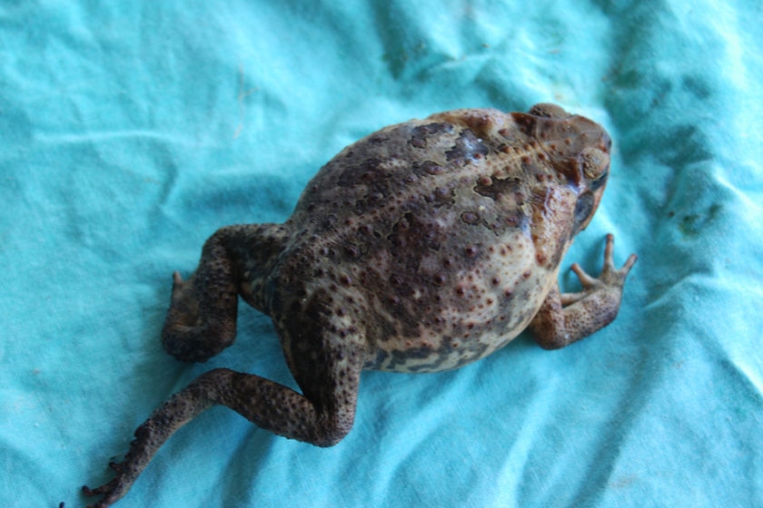 A dead cane toad found in a caravan park in Kununurra in September, 2008.
