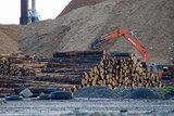 Log pile at Burnie port,  north-west Tasmania