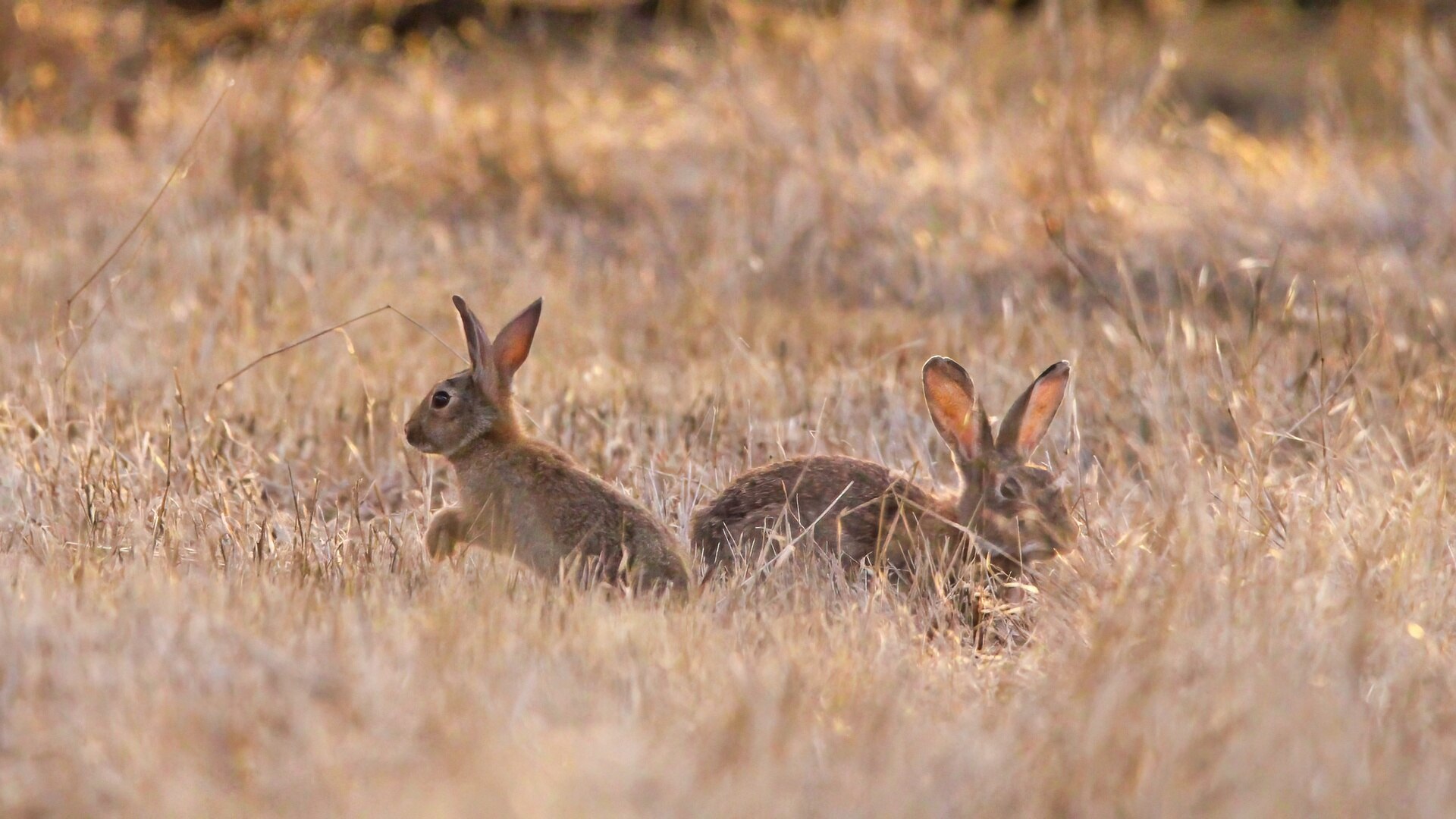 Un par de conejos saltan en un prado seco.