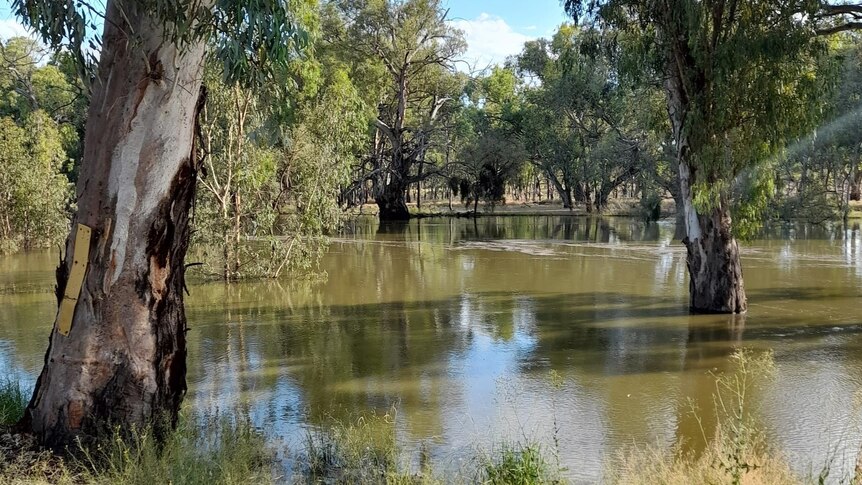 A swollen Darling River at Pooncarie, trees are submerged.