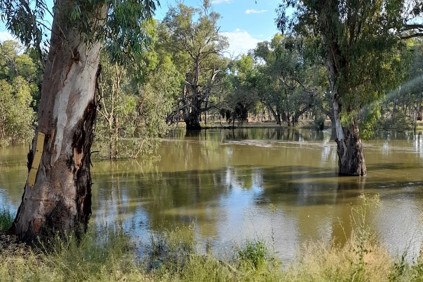 A swollen Darling River at Pooncarie, trees are submerged
