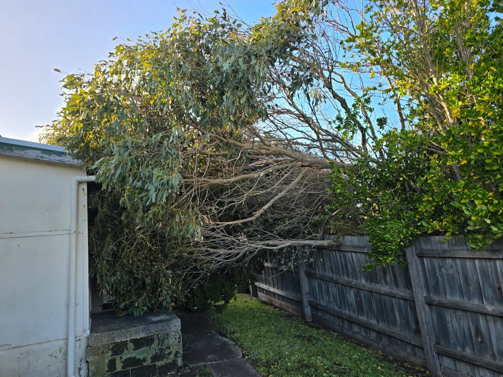 Branches leaning onto a house in Victoria after severe weather