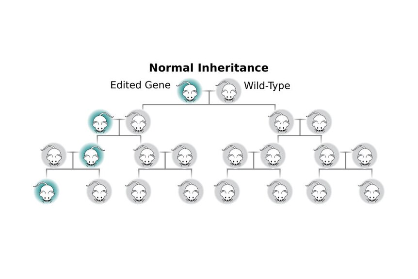 A diagram showing the normal inheritance pattern of an edited gene.